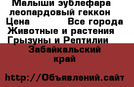 Малыши эублефара ( леопардовый геккон) › Цена ­ 1 500 - Все города Животные и растения » Грызуны и Рептилии   . Забайкальский край